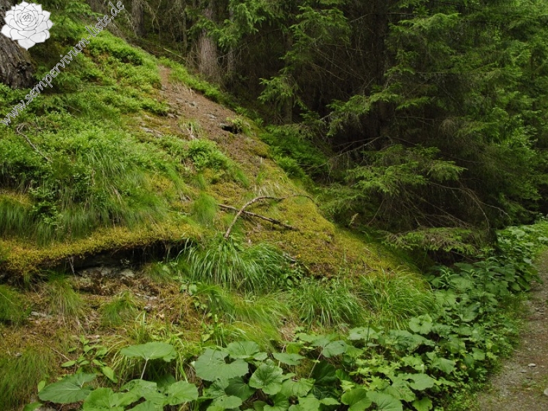 montanum ssp. carpathicum from Jalovecká dolina, Mündung