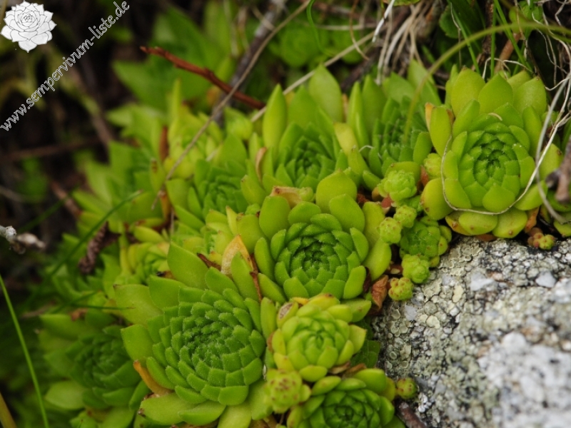 montanum ssp. carpathicum from Jalovská kopa, Abhang
