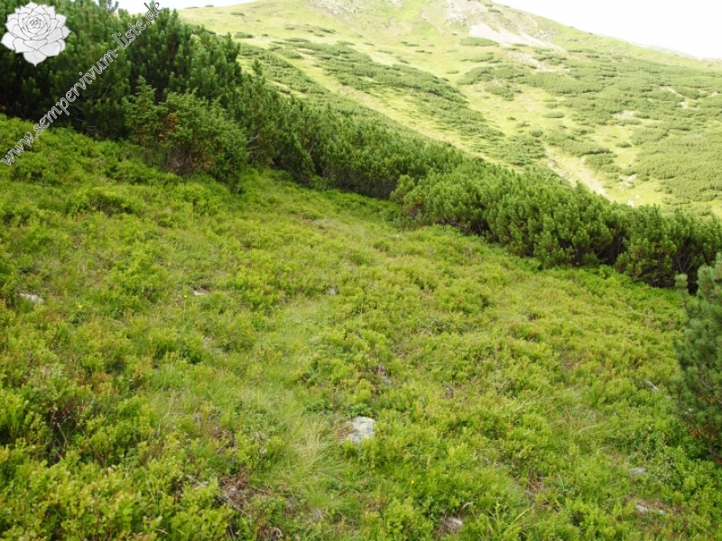 montanum ssp. carpathicum from Jalovská kopa, Abhang