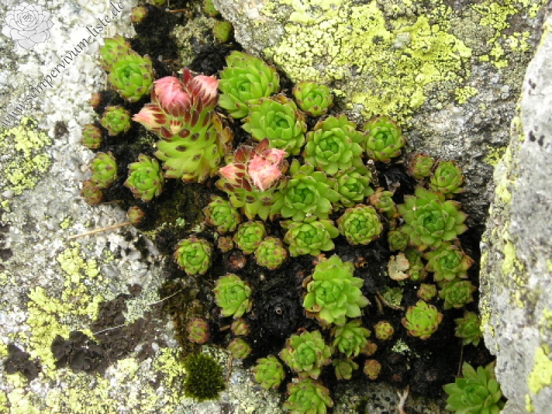 montanum ssp. carpathicum from Konské
