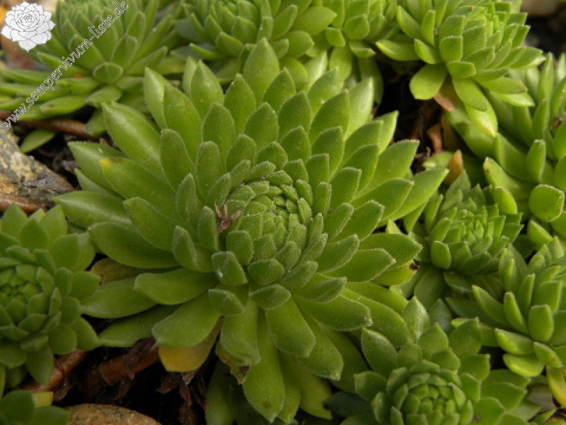 montanum ssp. carpathicum from Konské