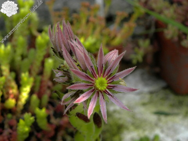 montanum ssp. carpathicum from Konské