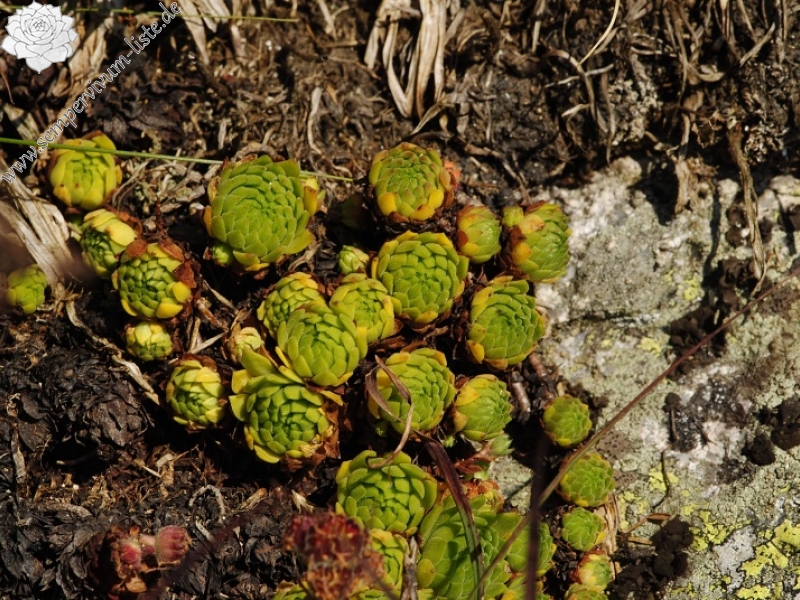 montanum ssp. carpathicum from Kozi Wierch
