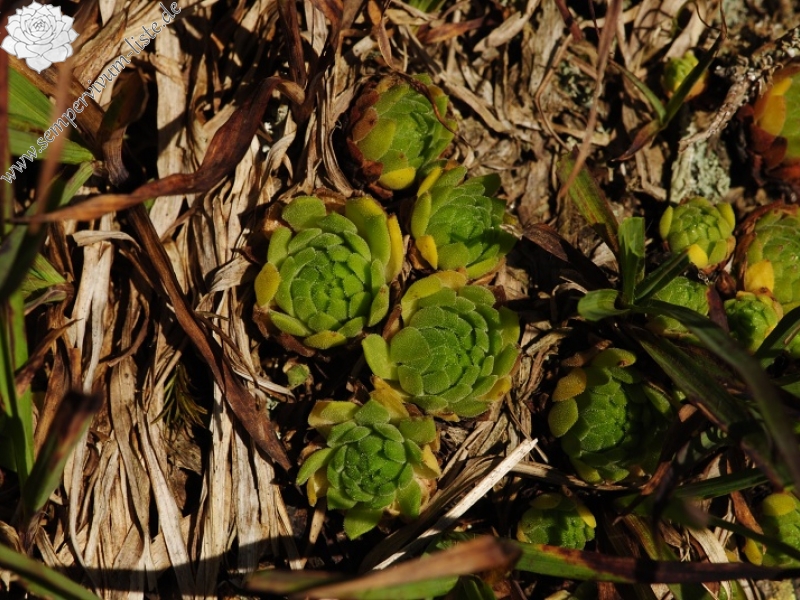 montanum ssp. carpathicum from Kozi Wierch