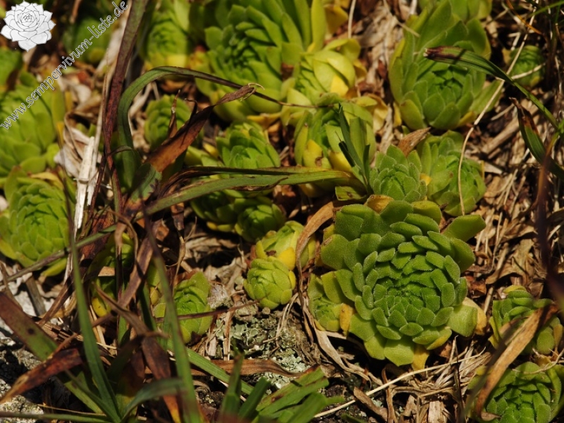 montanum ssp. carpathicum from Kozi Wierch