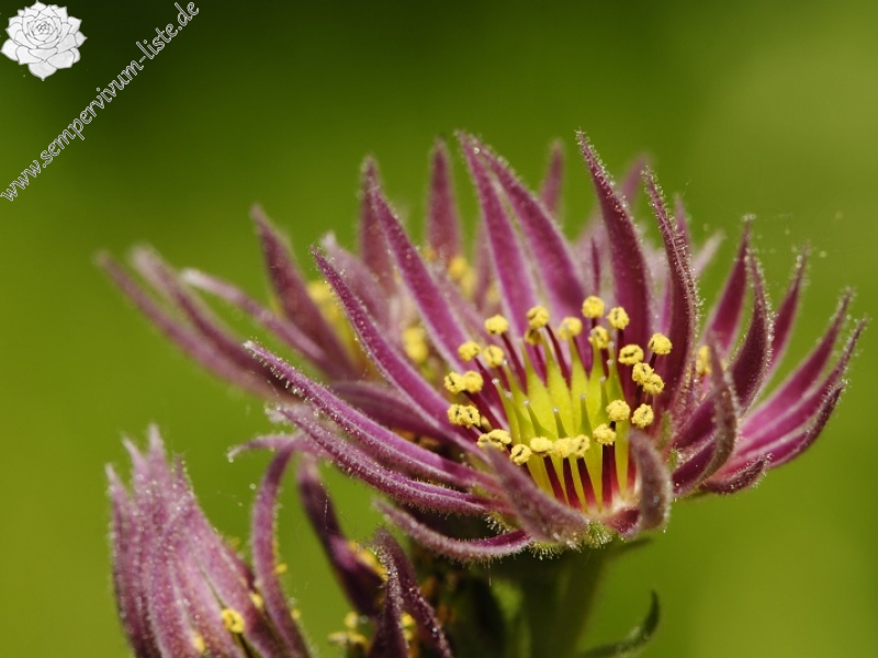 montanum ssp. carpathicum from Kozi Wierch