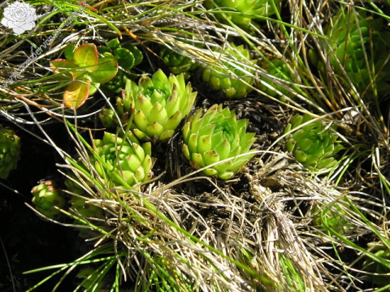 montanum ssp. carpathicum from Kráľova skala