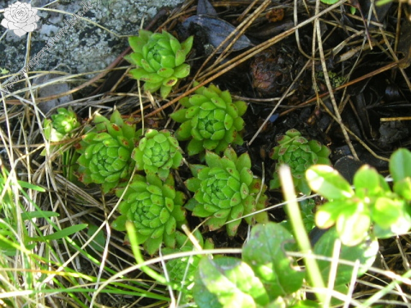 montanum ssp. carpathicum from Kráľova skala