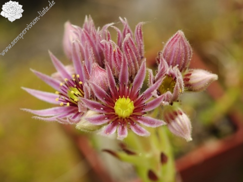 montanum ssp. carpathicum from Kráľova skala