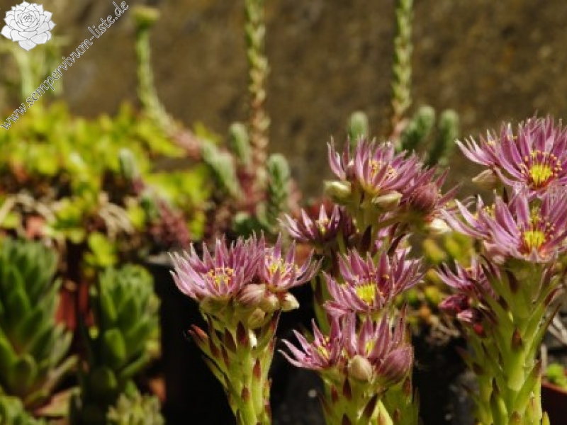 montanum ssp. carpathicum from Kráľova skala