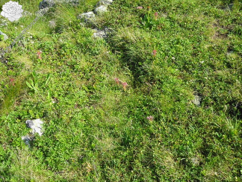 montanum ssp. carpathicum from Kráľova skala