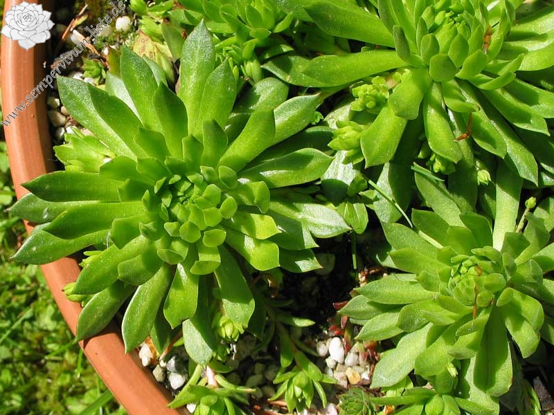 montanum ssp. carpathicum from Lomnicke Sedlo