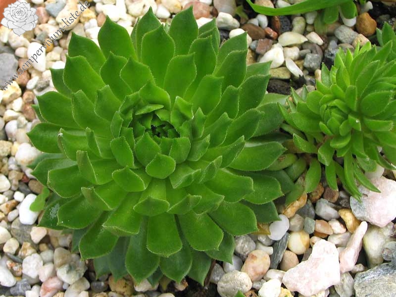 montanum ssp. carpathicum from Lomnicke Sedlo