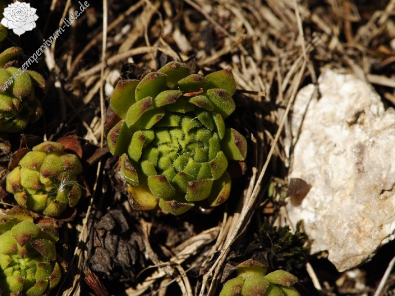 montanum ssp. carpathicum from Mengusovská dolina, Žabí potok