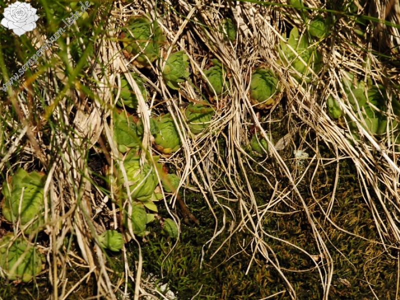 montanum ssp. carpathicum from Mengusovská dolina, Žabí potok