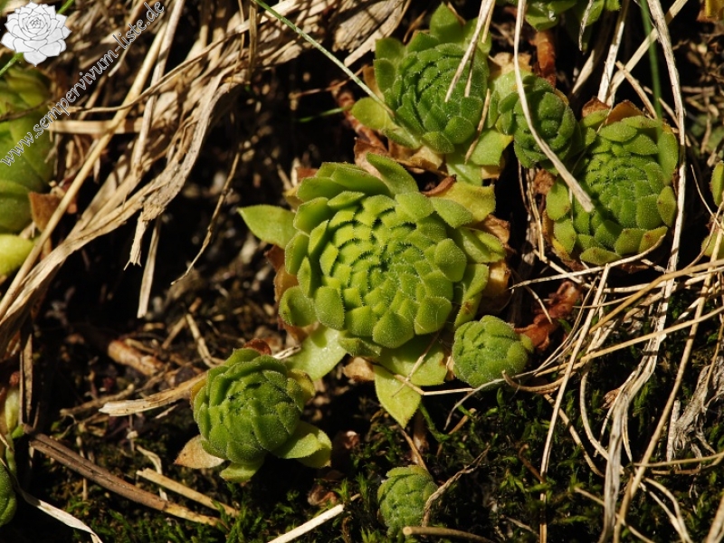 montanum ssp. carpathicum from Mengusovská dolina, Žabí potok