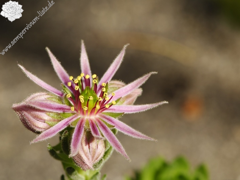 montanum ssp. carpathicum from Mengusovská dolina, Žabí potok