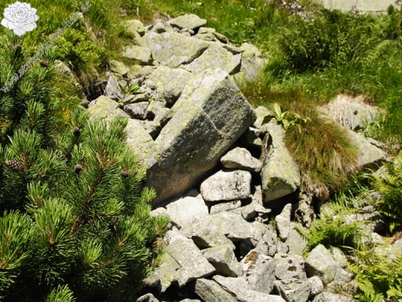 montanum ssp. carpathicum from Mengusovská dolina, Žabí potok