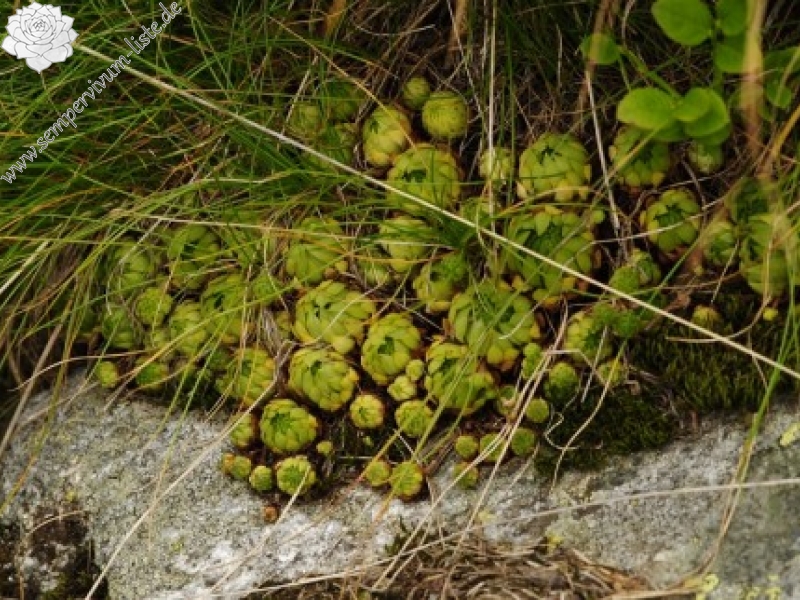 montanum ssp. carpathicum from Miedziane