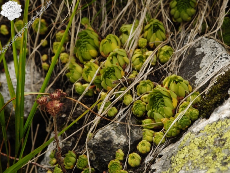 montanum ssp. carpathicum from Miedziane