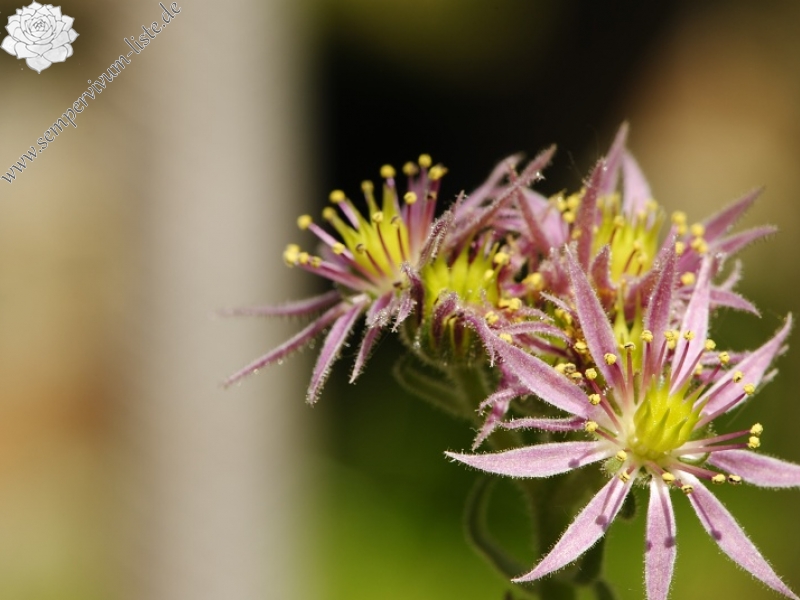 montanum ssp. carpathicum from Miedziane