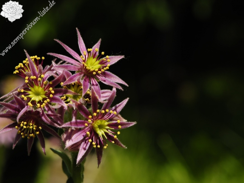 montanum ssp. carpathicum from Morskie Oko