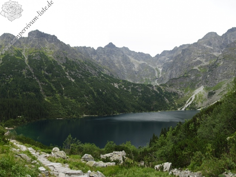 montanum ssp. carpathicum from Morskie Oko