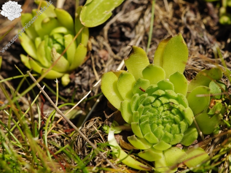 montanum ssp. carpathicum from Ostrý Roháč, unter dem Gipfel