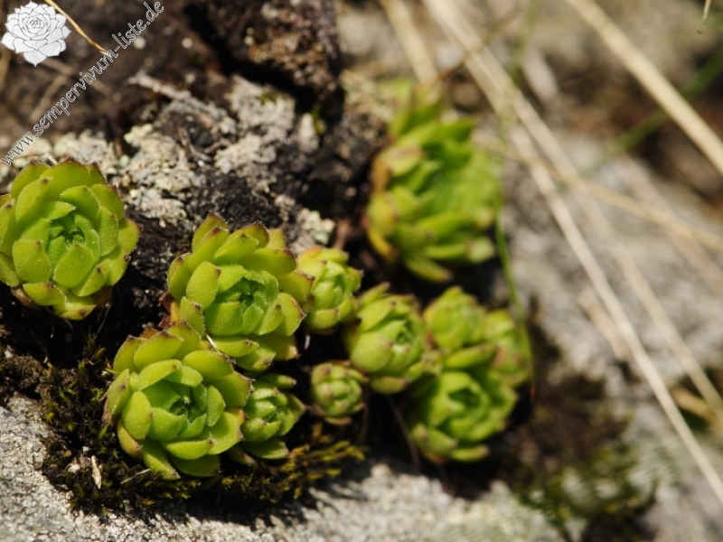 montanum ssp. carpathicum from Ostrý Roháč, unter dem Gipfel