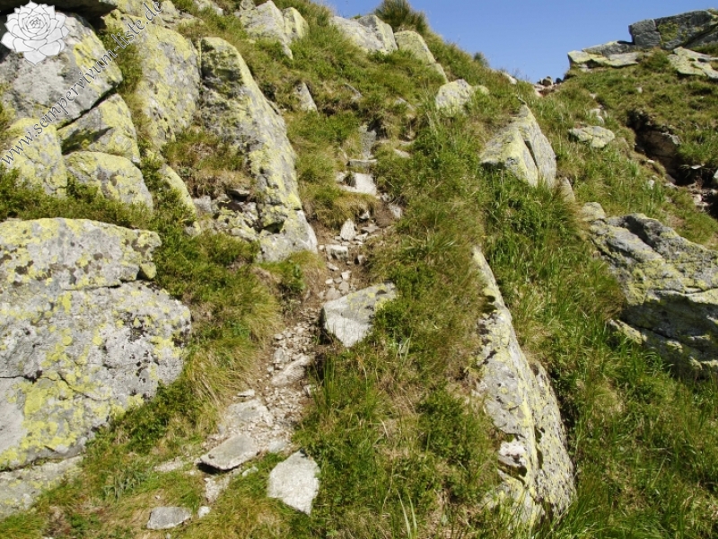 montanum ssp. carpathicum from Ostrý Roháč, unter dem Gipfel