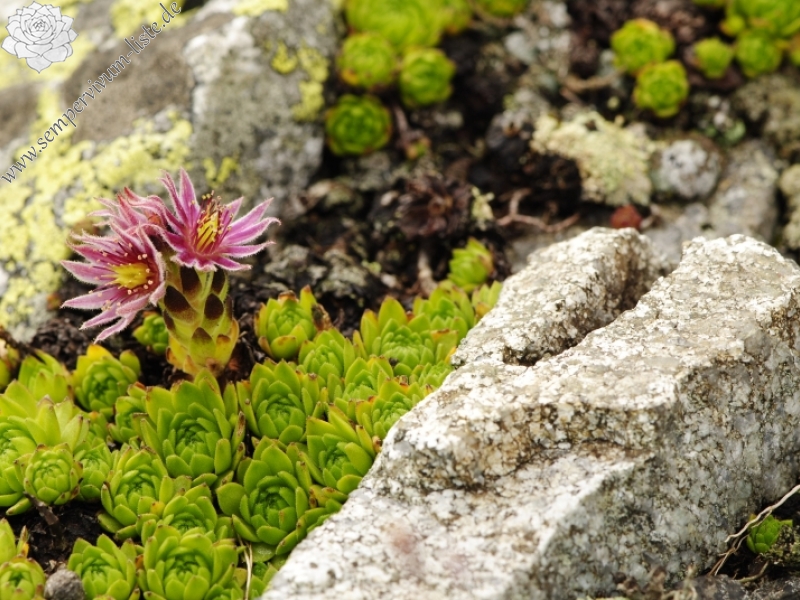 montanum ssp. carpathicum from Príslop, unter dem Gipfel