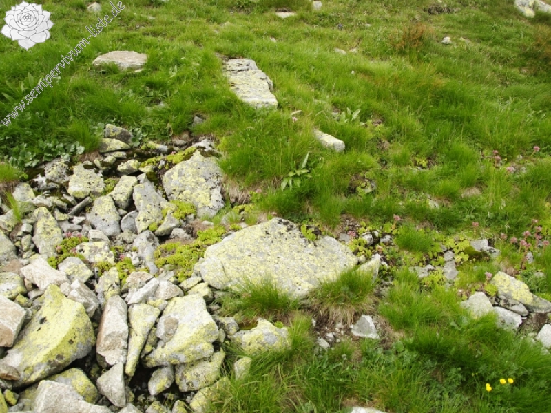 montanum ssp. carpathicum from Príslop, unter dem Gipfel