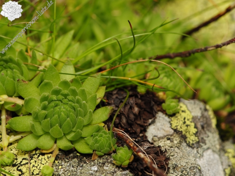 montanum ssp. carpathicum from Račkova dolina
