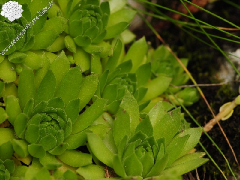 montanum ssp. carpathicum from Račkova dolina