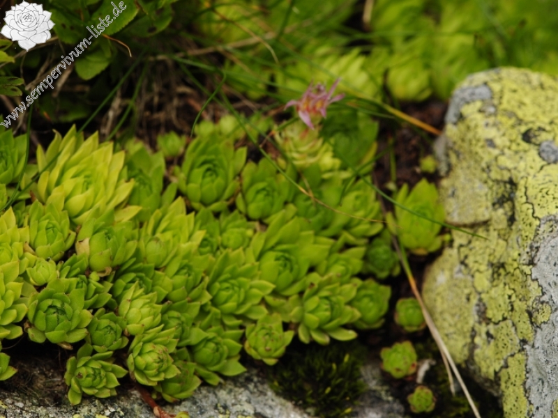 montanum ssp. carpathicum from Račkova dolina