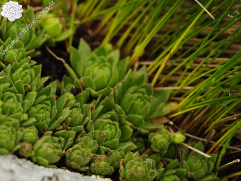 montanum ssp. carpathicum from Salatín, SO Abhang