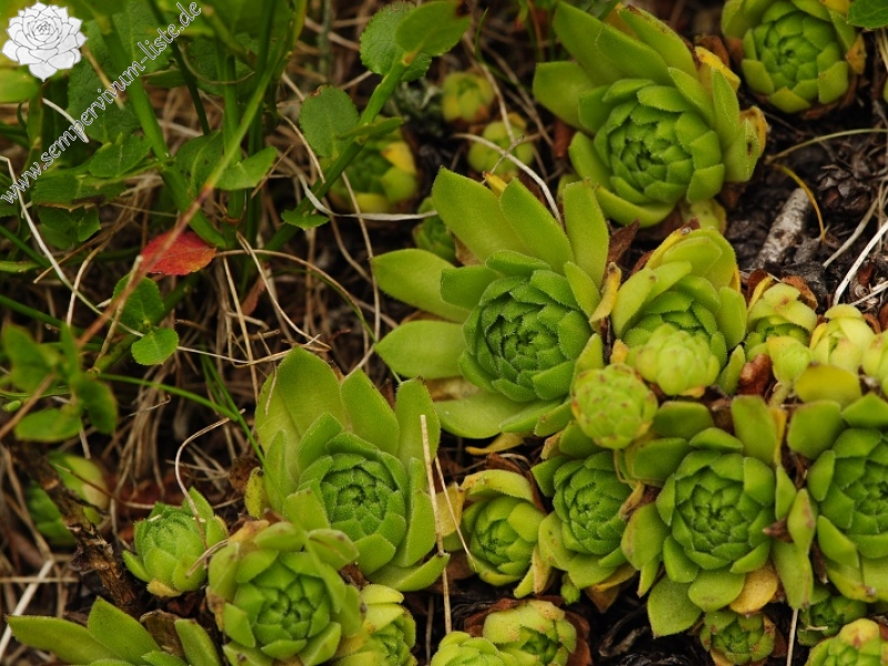montanum ssp. carpathicum from Sattel Zawrat, unterhalb