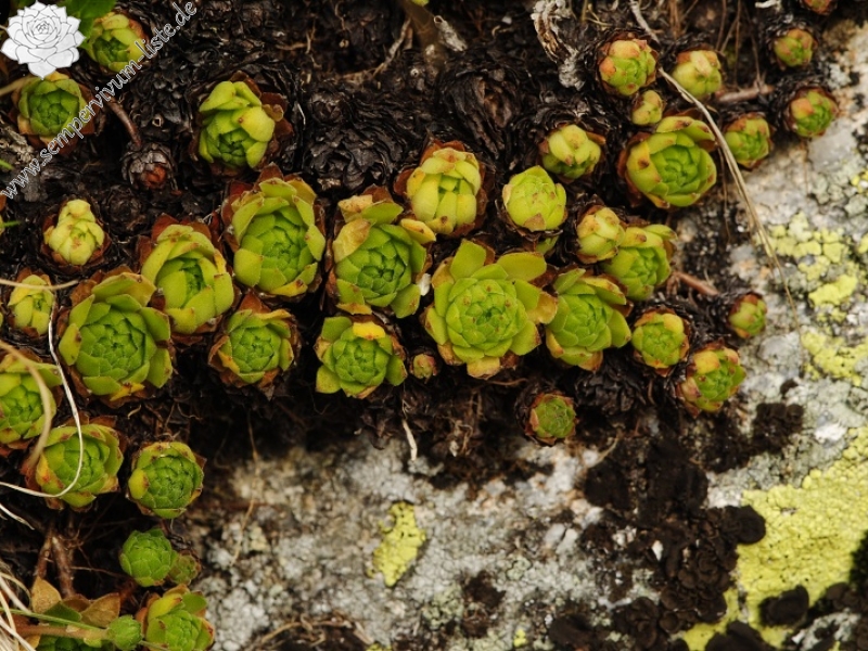 montanum ssp. carpathicum from Sattel Zawrat, unterhalb