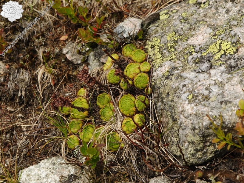 montanum ssp. carpathicum from Svinické sedlo