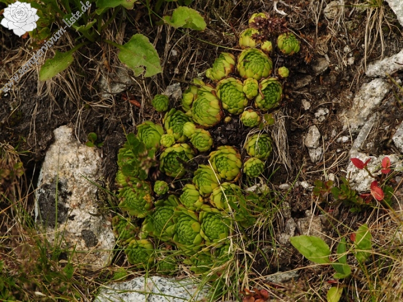 montanum ssp. carpathicum from Svinické sedlo