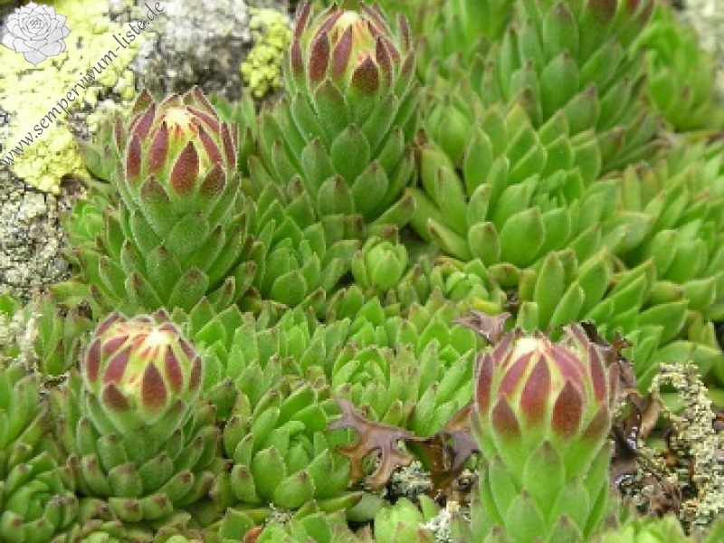 montanum ssp. carpathicum from Veľká hoľa