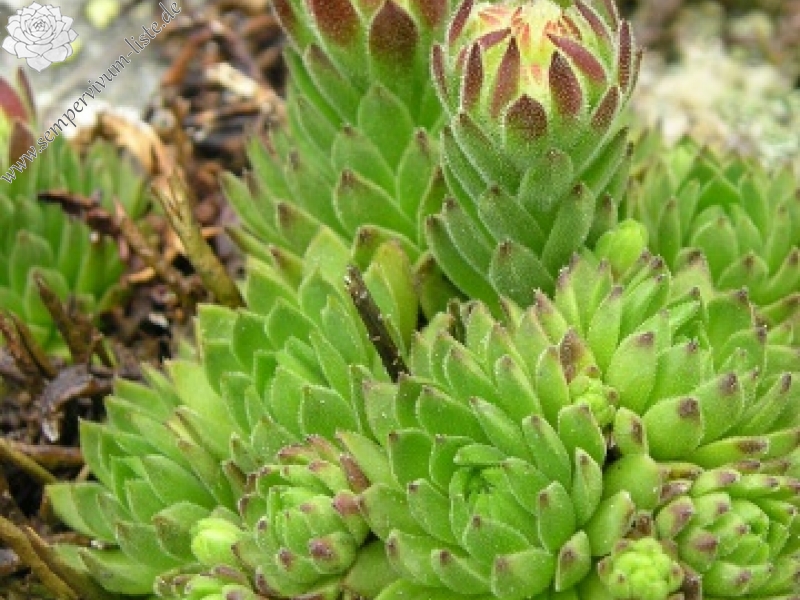 montanum ssp. carpathicum from Veľká hoľa