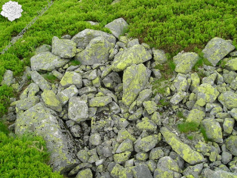 montanum ssp. carpathicum from Veľká hoľa