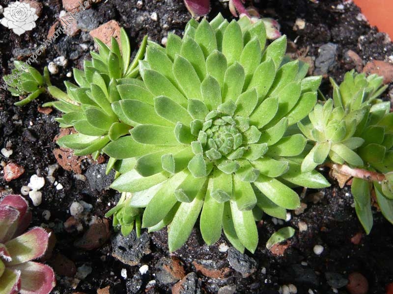 montanum ssp. carpathicum from Velické pleso