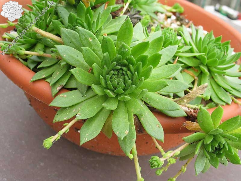 montanum ssp. carpathicum from Velické pleso