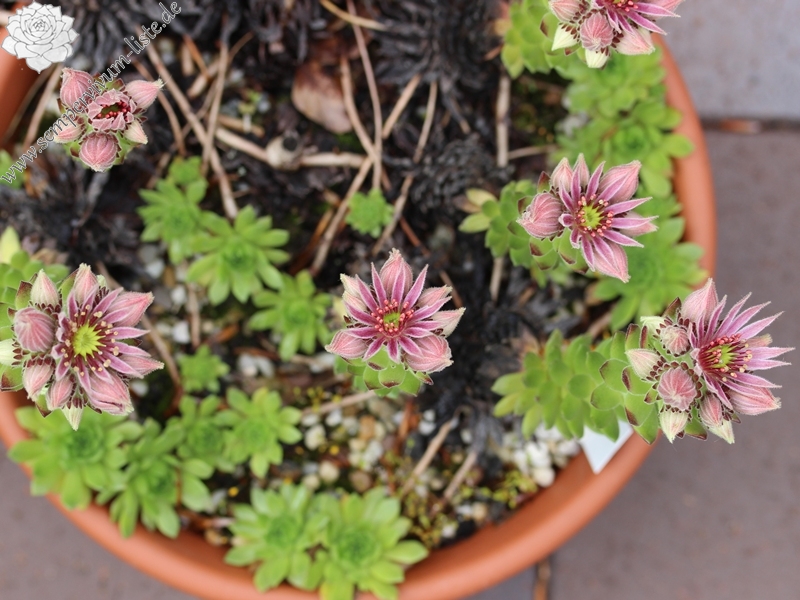montanum ssp. carpathicum from Velické pleso