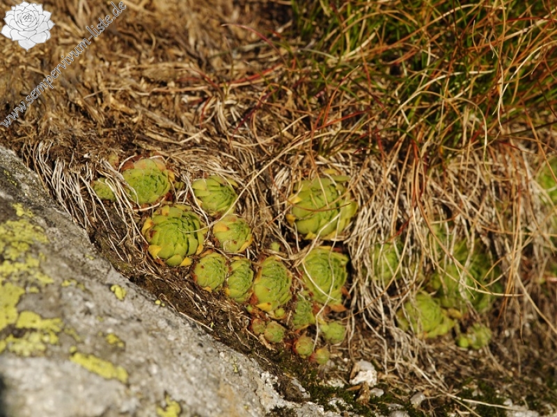 montanum ssp. carpathicum from Wielky Staw Polski