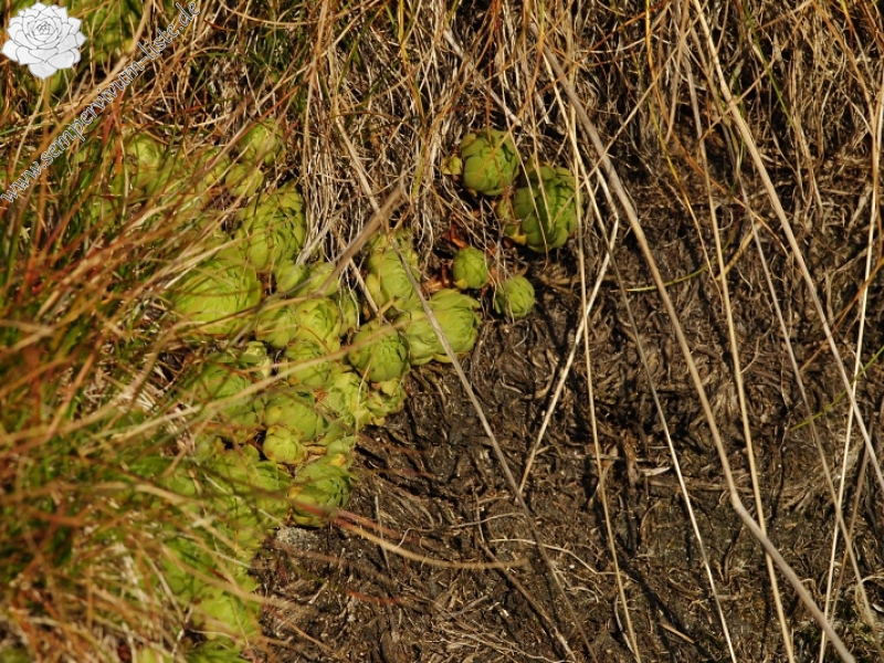 montanum ssp. carpathicum from Wielky Staw Polski