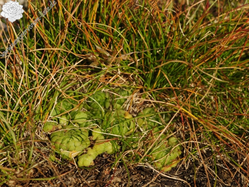 montanum ssp. carpathicum from Wielky Staw Polski