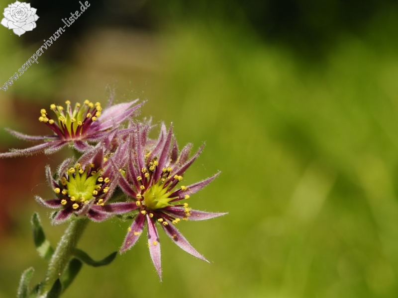 montanum ssp. carpathicum from Wielky Staw Polski